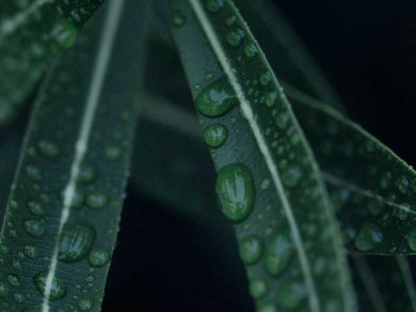 ${\Feuilles vertes avec gouttes de pluie}