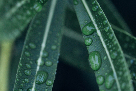 Protection de l'environnement banner