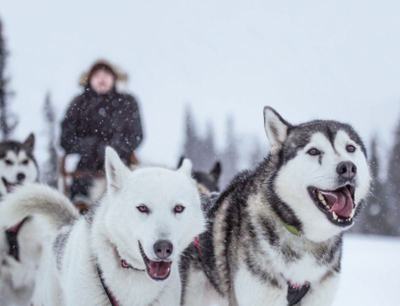 Chris faisant du traîneau à husky